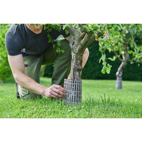 Vaismedžio kamieno apsauga