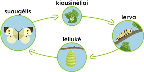 Nervinio vamzdelio vystymosi schema