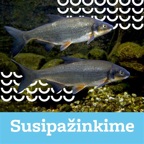 Žuvų dauginimosi strategijos