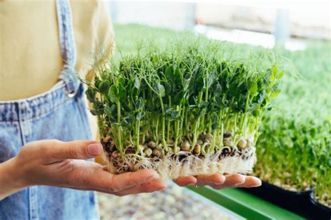 daržovių daiginimas