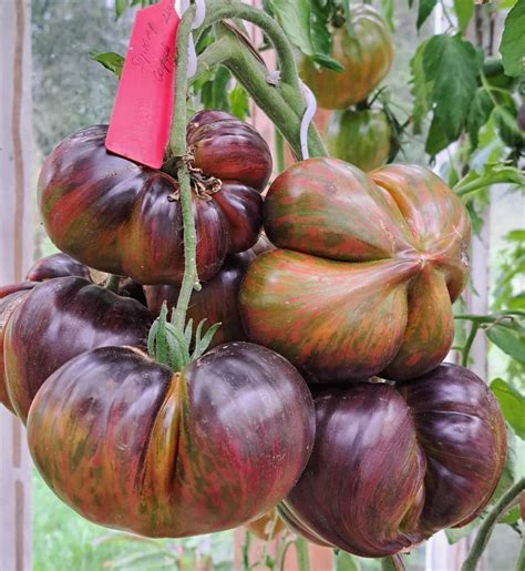 placentos dydis ir svoris