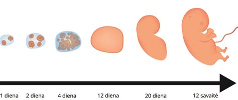 Žmogaus embriono vystymasis savaitėmis