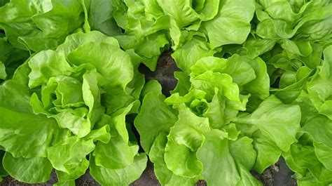 Įvairių salotų veislės