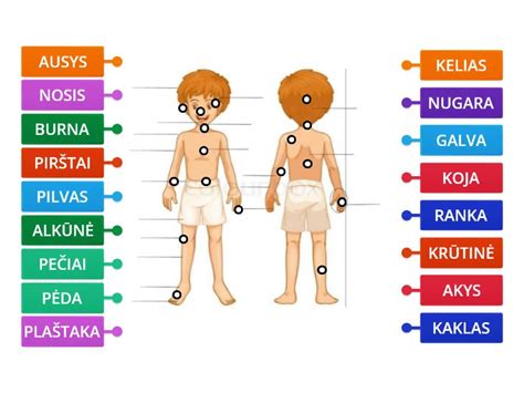 Žmogaus raidos schematinis vaizdas