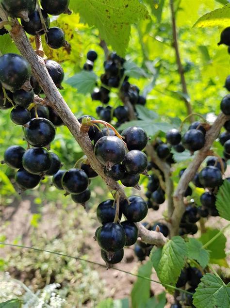 Indelis su šviežiomis juodųjų serbentų uogomis