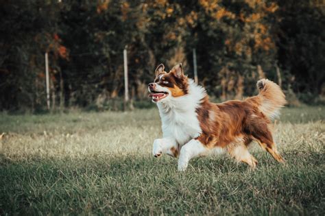 Šuo su susilaužytu dantimi