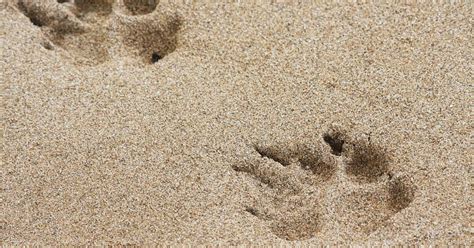 Pėdsakų atspaudai smėlyje