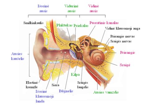 Schema, kaip atrodo ausis ir kur yra vidurinė ausis