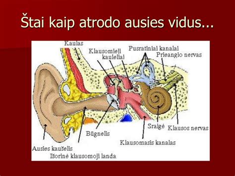 Paveikslėlis, kaip atrodo ausies būgnelis (vienas sveikas, kitas pažeistas)