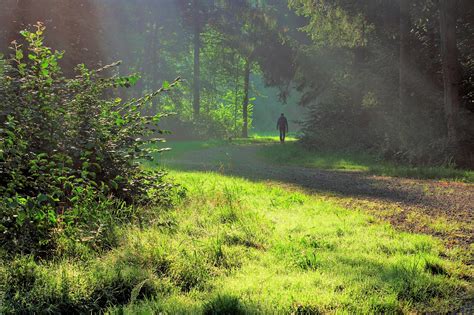 Saulės šviesos svarba daržui