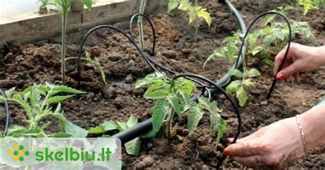 Laistymo sistema pakeltose lysvėse