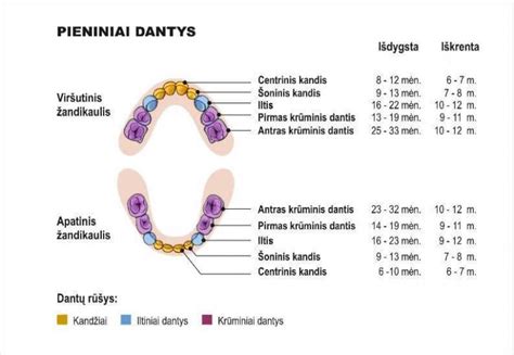 Pieninių dantų kaitos schema