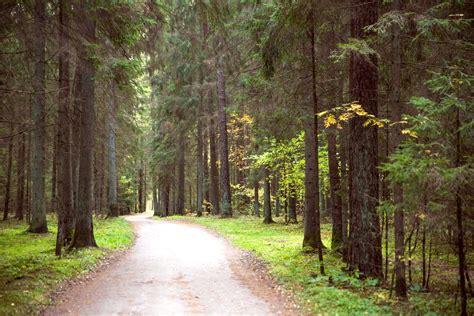 Samanotas miško takas