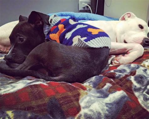 Kūdikis žengia pirmuosius žingsnius su pagalba