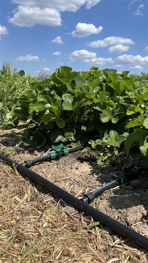 laistymo sistema darže