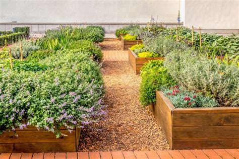 mulčiuotos lysvės darže