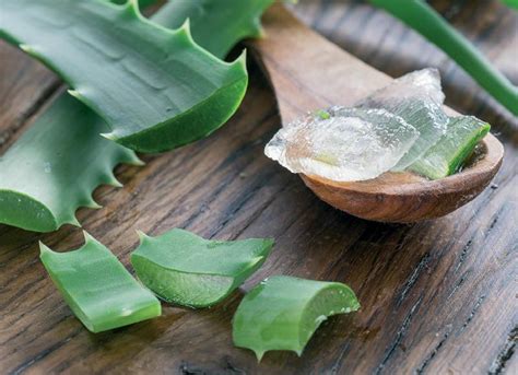 Alavijo lapas su geliu