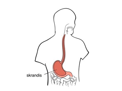 Kūdikio anatomija: skrandis ir stemplė