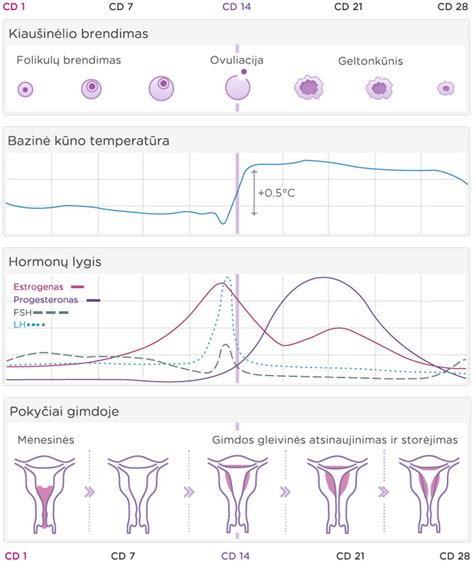menstruacinio ciklo schema