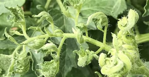 Avietės, kurioms trūksta kalio (lapai susisukę, džiūsta)