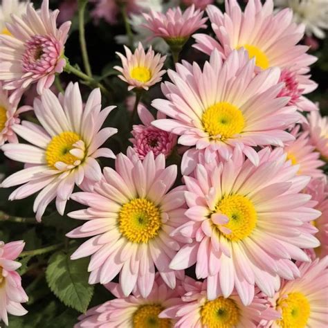 Braškės, kurioms trūksta kalcio (dirva per rūgšti)