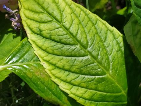 Geležies trūkumo požymiai ant lapų