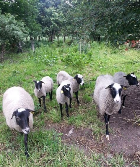 Romanovo veislės avys