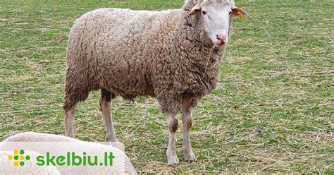Merino avys ganyklose