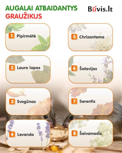 augalai atbaidantys kurmius