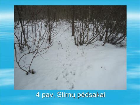 Stirnų pėdsakai