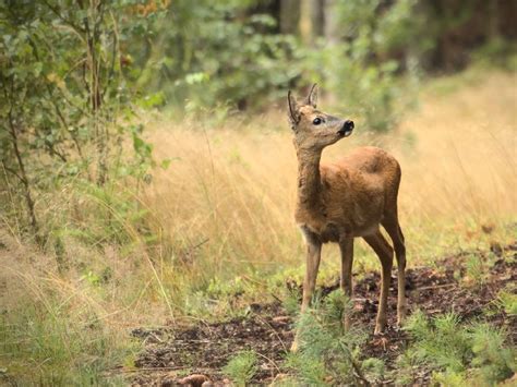 Augalai, kurių stirnos nemėgsta