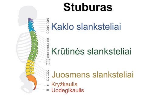Nėščiosios stuburo anatomija