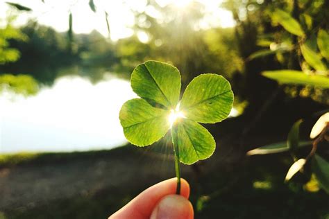 Keturlapis dobilas - laimės simbolis