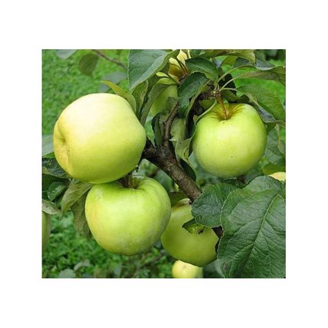 Obelis žydėjimo metu