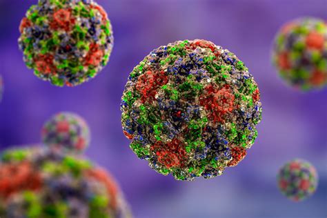 Schema, kaip citomegalo virusas (CMV) plinta tarp žmonių