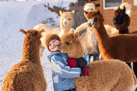 Alpakos draugiškai bendraujančios su vaikais