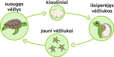 Medicininė diagramma, vaizduojanti gimdos vystymosi etapus