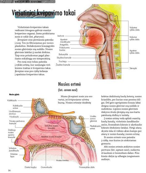 Scheminis žmogaus reprodukcinės sistemos vaizdas