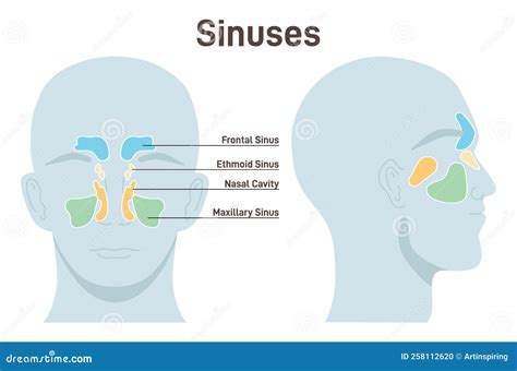 schema of nasal passages and sinuses