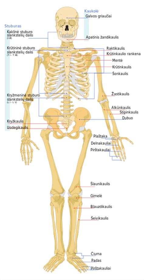 Žmogaus krūtinės ląstos scheminis vaizdas su pažymėtomis šonkaulių kremzlėmis