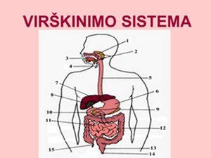 Žmogaus virškinimo sistema su akcentu ant žarnyno
