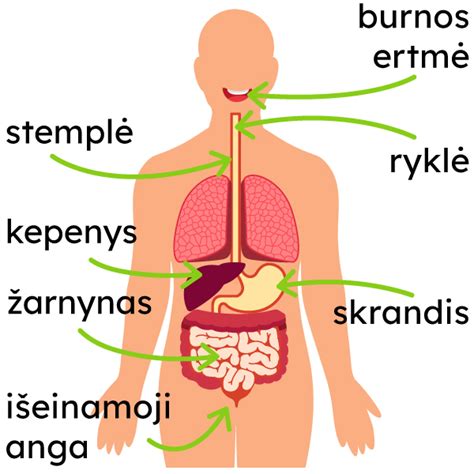 vaiko pilvo organų schema