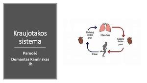kraujo krešėjimo sistema