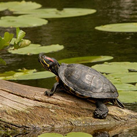 Gyvūnas laukia įvaikinimo