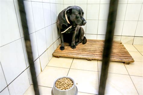 Šuo laukia įvaikinimo Utenos gyvūnų globos namuose