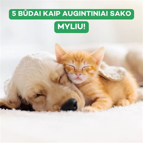 Nuotrauka su įvairiais gyvūnais, kuriais rūpinasi organizacija