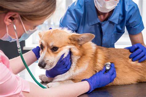 Veterinarijos gydytojas atlieka echoskopiją