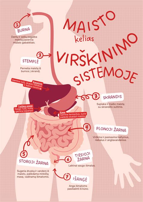 Schematinis virškinimo proceso pavaizdavimas