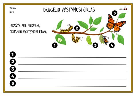 vaisiaus vystymosi etapai