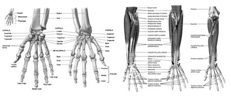 rankų sąnarių anatomija nėštumo metu